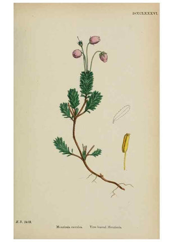 Reproducción/Reproduction 48717888576: English botany, or, Coloured figures of British plants /. London :R. Hardwicke,1863-1886.. 