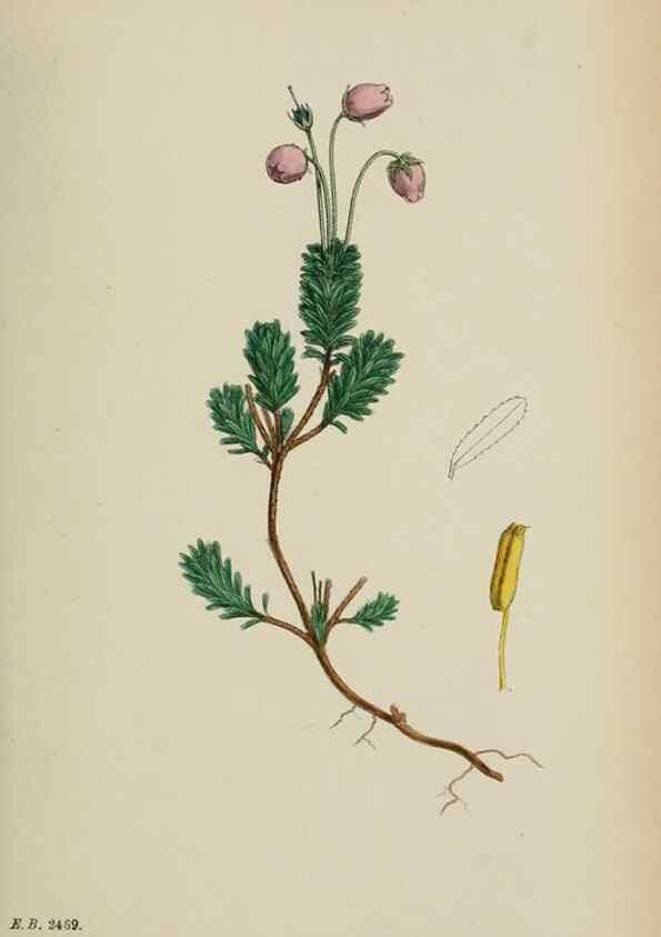 Reproducción/Reproduction 48717888576: English botany, or, Coloured figures of British plants /. London :R. Hardwicke,1863-1886.. 