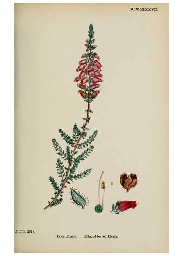 Reproducción/Reproduction 48718060017: English botany, or, Coloured figures of British plants /. London :R. Hardwicke,1863-1886.. 