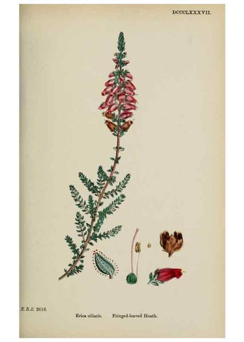 Reproducción/Reproduction 48718060017: English botany, or, Coloured figures of British plants /. London :R. Hardwicke,1863-1886.. 