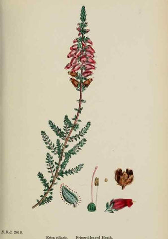 Reproducción/Reproduction 48718060017: English botany, or, Coloured figures of British plants /. London :R. Hardwicke,1863-1886.. 