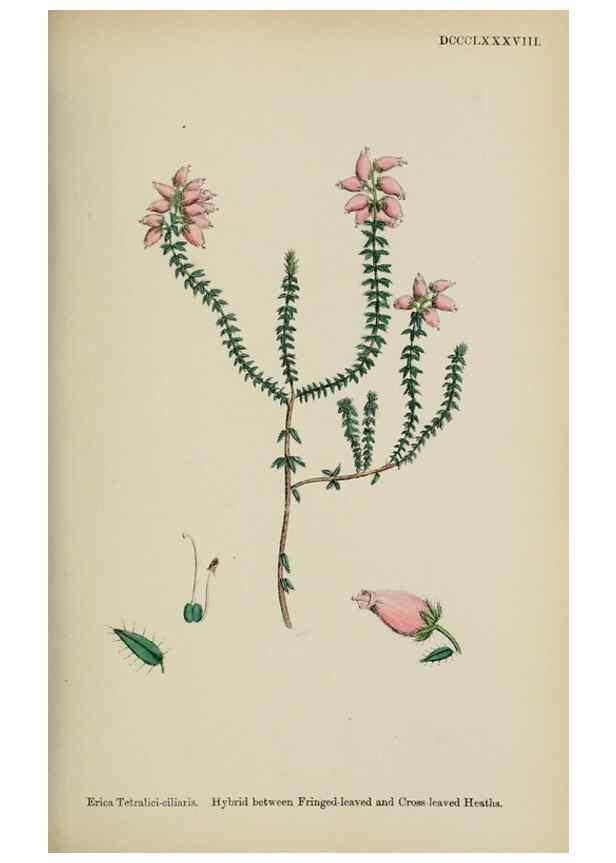 Reproducción/Reproduction 48717553233: English botany, or, Coloured figures of British plants /. London :R. Hardwicke,1863-1886.. 