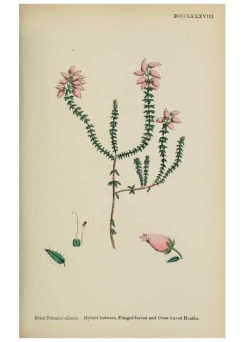 Reproducción/Reproduction 48717553233: English botany, or, Coloured figures of British plants /. London :R. Hardwicke,1863-1886.. 