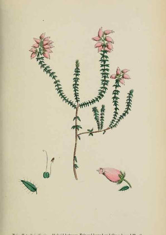 Reproducción/Reproduction 48717553233: English botany, or, Coloured figures of British plants /. London :R. Hardwicke,1863-1886.. 