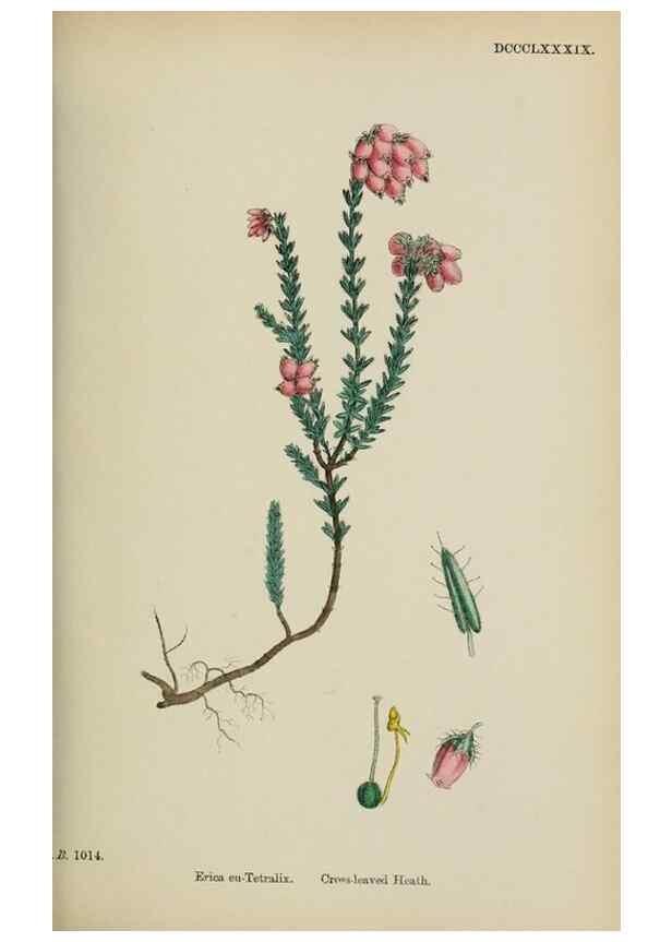 Reproducción/Reproduction 48717889456: English botany, or, Coloured figures of British plants /. London :R. Hardwicke,1863-1886.. 
