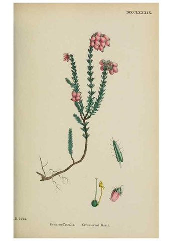 Reproducción/Reproduction 48717889456: English botany, or, Coloured figures of British plants /. London :R. Hardwicke,1863-1886.. 
