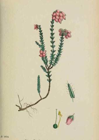 Reproducción/Reproduction 48717889456: English botany, or, Coloured figures of British plants /. London :R. Hardwicke,1863-1886.. 