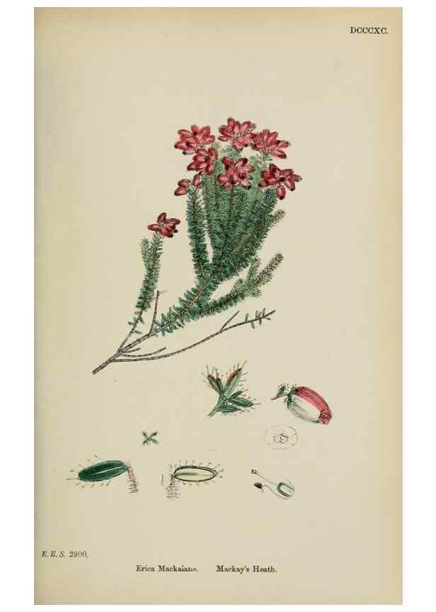 Reproducción/Reproduction 48717553823: English botany, or, Coloured figures of British plants /. London :R. Hardwicke,1863-1886.. 