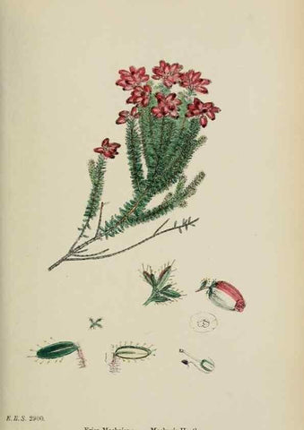 Reproducción/Reproduction 48717553823: English botany, or, Coloured figures of British plants /. London :R. Hardwicke,1863-1886.. 