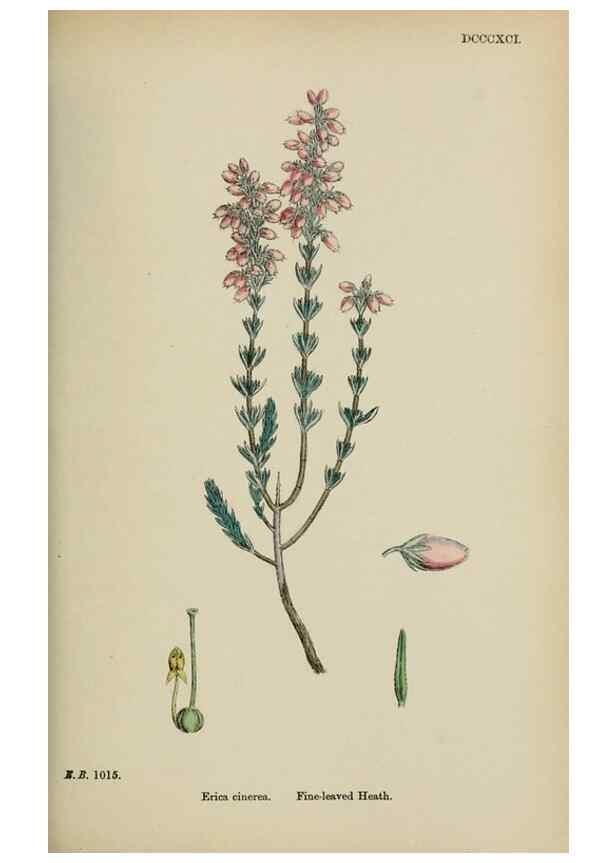 Reproducción/Reproduction 48718061107: English botany, or, Coloured figures of British plants /. London :R. Hardwicke,1863-1886.. 