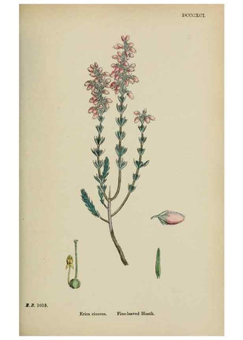 Reproducción/Reproduction 48718061107: English botany, or, Coloured figures of British plants /. London :R. Hardwicke,1863-1886.. 