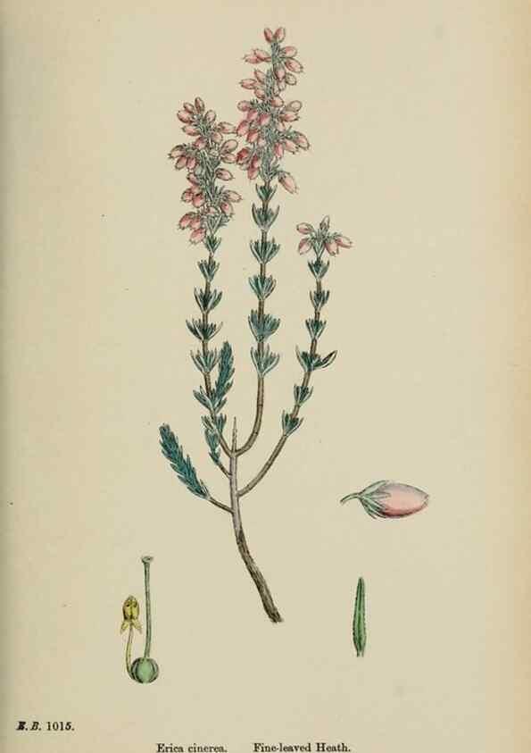 Reproducción/Reproduction 48718061107: English botany, or, Coloured figures of British plants /. London :R. Hardwicke,1863-1886.. 