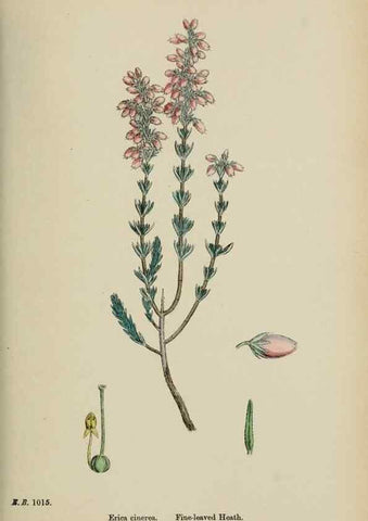 Reproducción/Reproduction 48718061107: English botany, or, Coloured figures of British plants /. London :R. Hardwicke,1863-1886.. 