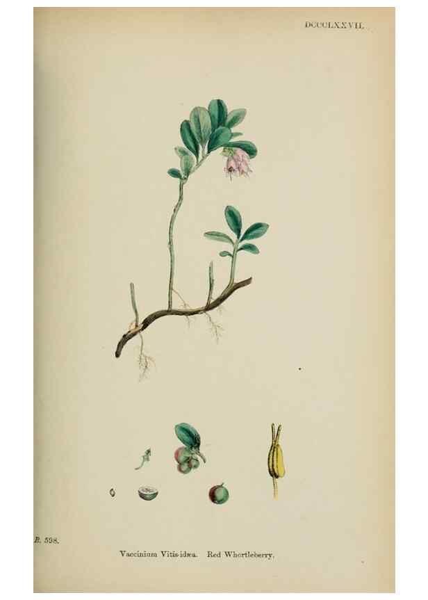 Reproducción/Reproduction 48717549023: English botany, or, Coloured figures of British plants /. London :R. Hardwicke,1863-1886.. 