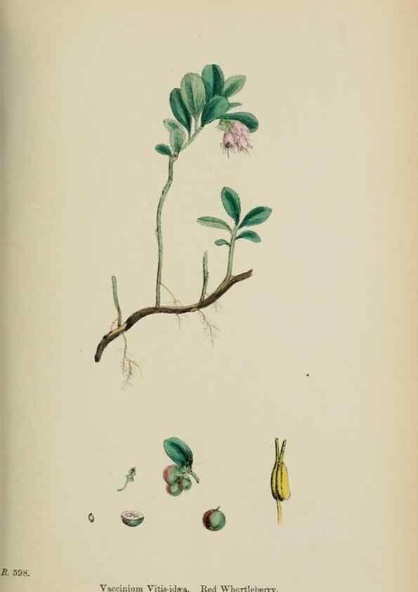 Reproducción/Reproduction 48717549023: English botany, or, Coloured figures of British plants /. London :R. Hardwicke,1863-1886.. 