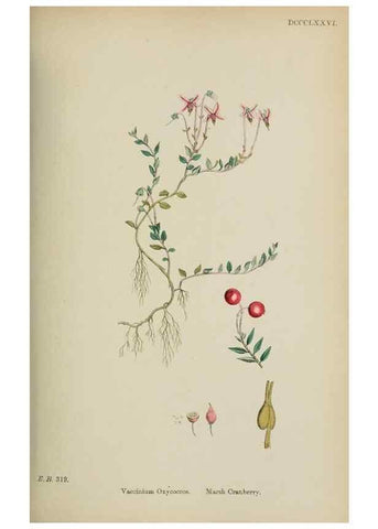Reproducción/Reproduction 48718055937: English botany, or, Coloured figures of British plants /. London :R. Hardwicke,1863-1886.. 
