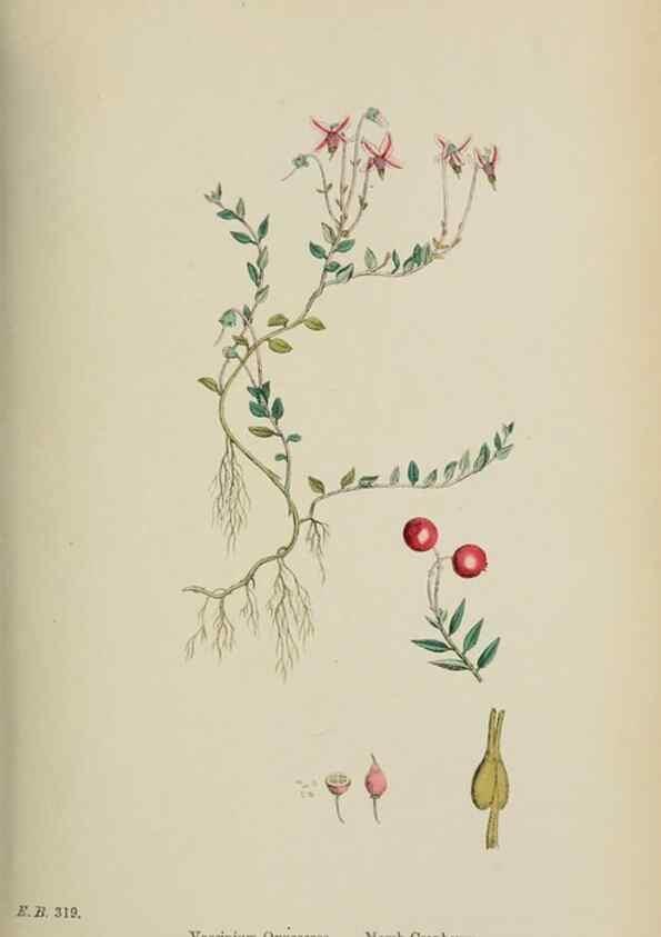 Reproducción/Reproduction 48718055937: English botany, or, Coloured figures of British plants /. London :R. Hardwicke,1863-1886.. 