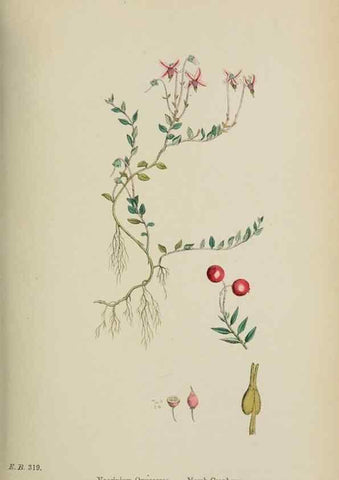 Reproducción/Reproduction 48718055937: English botany, or, Coloured figures of British plants /. London :R. Hardwicke,1863-1886.. 