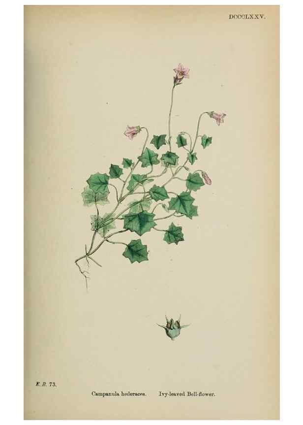 Reproducción/Reproduction 48717884651: English botany, or, Coloured figures of British plants /. London :R. Hardwicke,1863-1886.. 