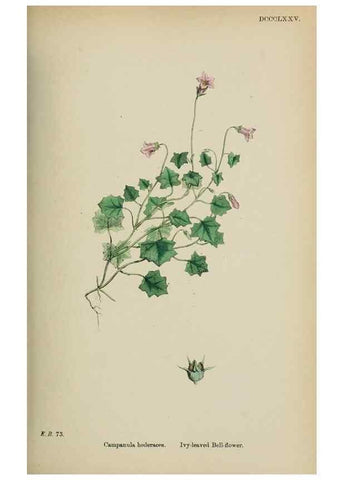 Reproducción/Reproduction 48717884651: English botany, or, Coloured figures of British plants /. London :R. Hardwicke,1863-1886.. 