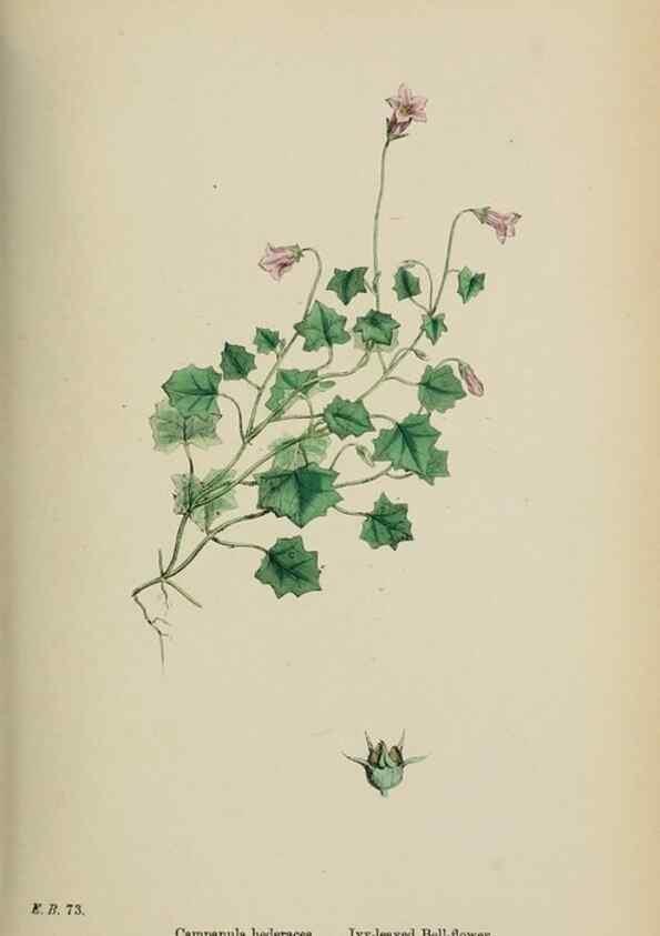 Reproducción/Reproduction 48717884651: English botany, or, Coloured figures of British plants /. London :R. Hardwicke,1863-1886.. 