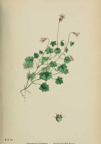Reproducción/Reproduction 48717884651: English botany, or, Coloured figures of British plants /. London :R. Hardwicke,1863-1886.. 