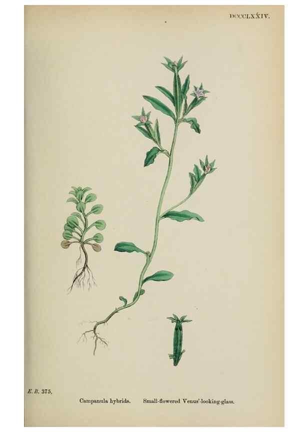 Reproducción/Reproduction 48717548073: English botany, or, Coloured figures of British plants /. London :R. Hardwicke,1863-1886.. 