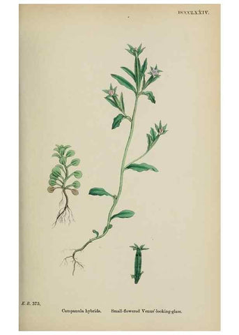 Reproducción/Reproduction 48717548073: English botany, or, Coloured figures of British plants /. London :R. Hardwicke,1863-1886.. 