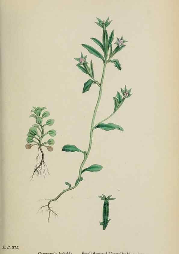 Reproducción/Reproduction 48717548073: English botany, or, Coloured figures of British plants /. London :R. Hardwicke,1863-1886.. 