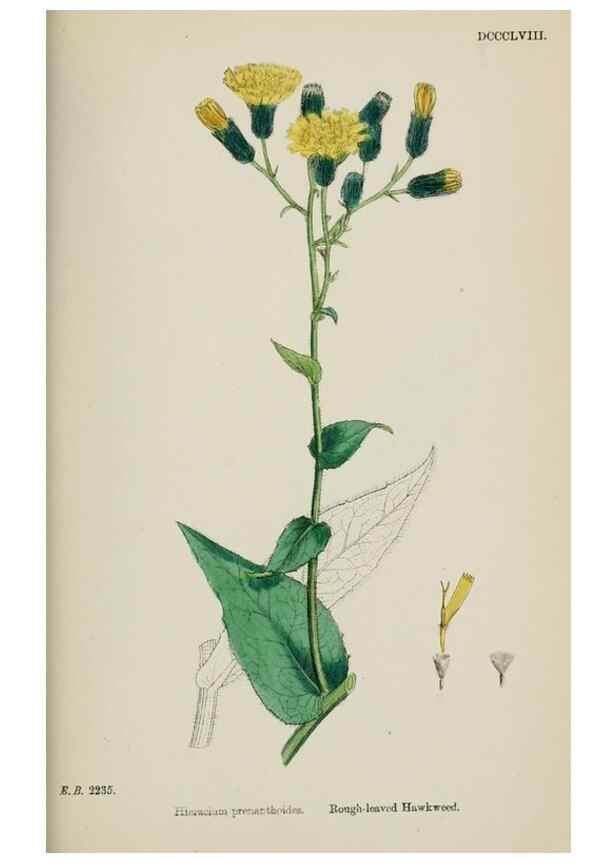 Reproducción/Reproduction 48717462743: English botany, or, Coloured figures of British plants /. London :R. Hardwicke,1863-1886.. 