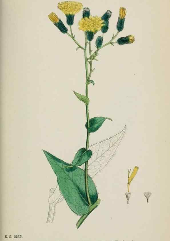 Reproducción/Reproduction 48717462743: English botany, or, Coloured figures of British plants /. London :R. Hardwicke,1863-1886.. 