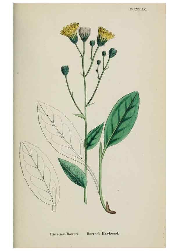 Reproducción/Reproduction 48717970552: English botany, or, Coloured figures of British plants /. London :R. Hardwicke,1863-1886.. 