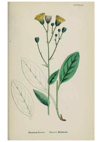 Reproducción/Reproduction 48717970552: English botany, or, Coloured figures of British plants /. London :R. Hardwicke,1863-1886.. 