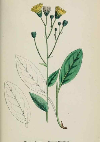 Reproducción/Reproduction 48717970552: English botany, or, Coloured figures of British plants /. London :R. Hardwicke,1863-1886.. 