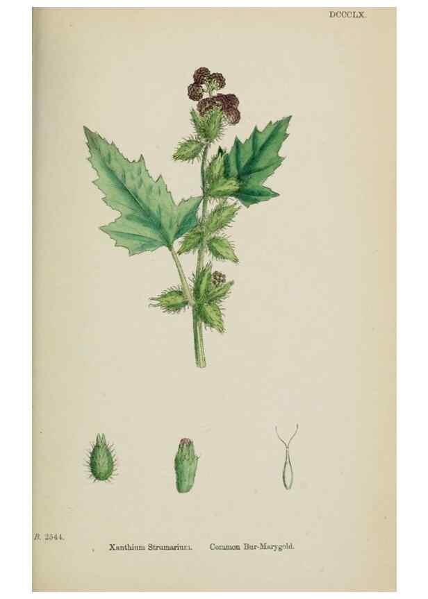 Reproducción/Reproduction 48717463583: English botany, or, Coloured figures of British plants /. London :R. Hardwicke,1863-1886.. 