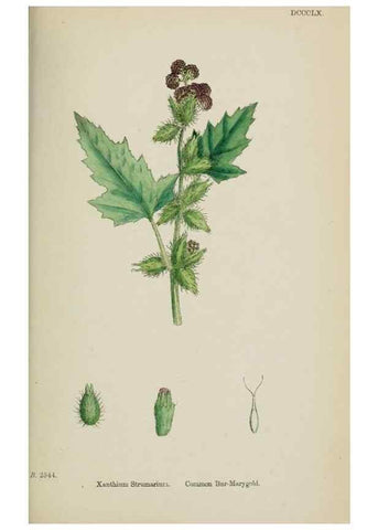 Reproducción/Reproduction 48717463583: English botany, or, Coloured figures of British plants /. London :R. Hardwicke,1863-1886.. 
