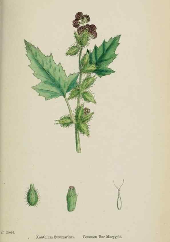 Reproducción/Reproduction 48717463583: English botany, or, Coloured figures of British plants /. London :R. Hardwicke,1863-1886.. 