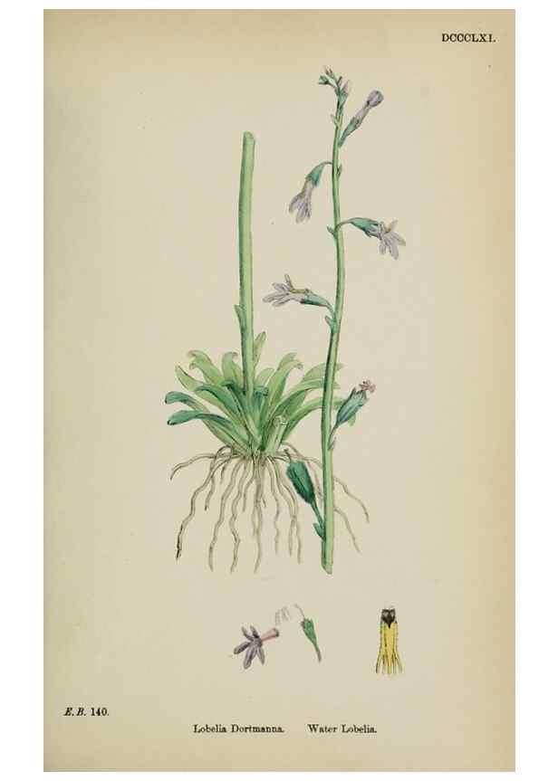 Reproducción/Reproduction 48718051092: English botany, or, Coloured figures of British plants /. London :R. Hardwicke,1863-1886.. 