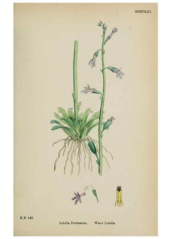Reproducción/Reproduction 48718051092: English botany, or, Coloured figures of British plants /. London :R. Hardwicke,1863-1886.. 