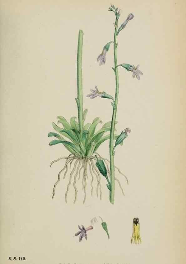 Reproducción/Reproduction 48718051092: English botany, or, Coloured figures of British plants /. London :R. Hardwicke,1863-1886.. 