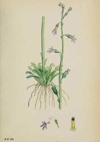 Reproducción/Reproduction 48718051092: English botany, or, Coloured figures of British plants /. London :R. Hardwicke,1863-1886.. 