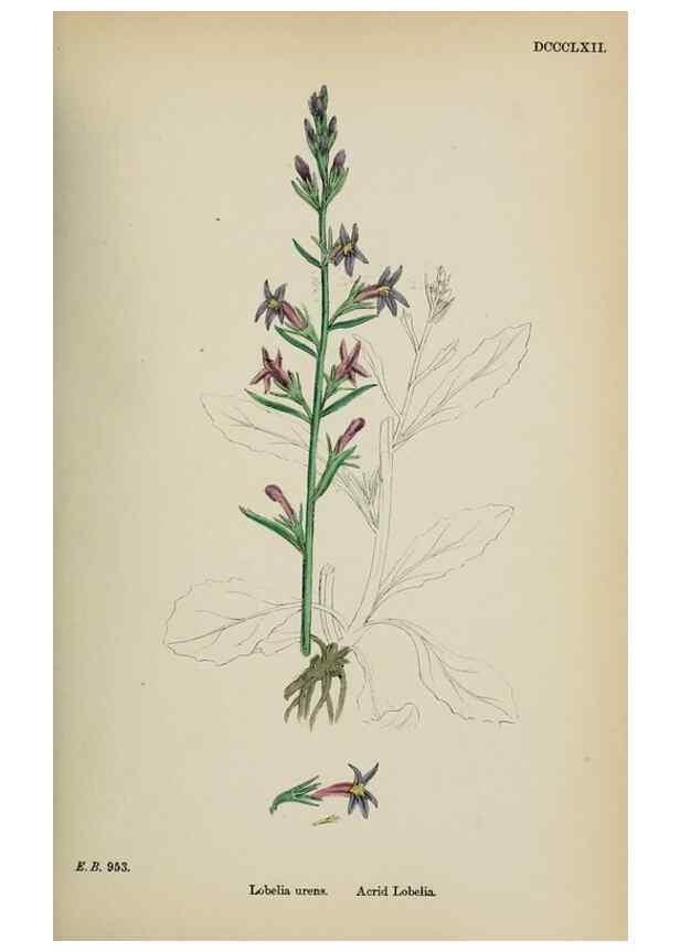 Reproducción/Reproduction 48717544588: English botany, or, Coloured figures of British plants /. London :R. Hardwicke,1863-1886.. 