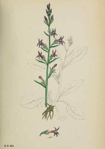 Reproducción/Reproduction 48717544588: English botany, or, Coloured figures of British plants /. London :R. Hardwicke,1863-1886.. 
