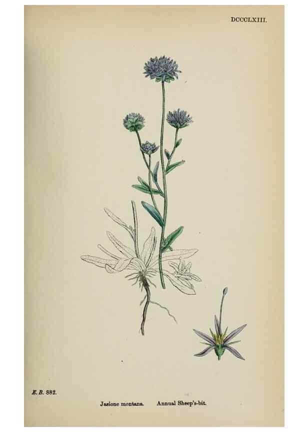 Reproducción/Reproduction 48718051707: English botany, or, Coloured figures of British plants /. London :R. Hardwicke,1863-1886.. 