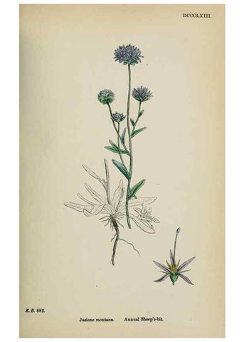 Reproducción/Reproduction 48718051707: English botany, or, Coloured figures of British plants /. London :R. Hardwicke,1863-1886.. 