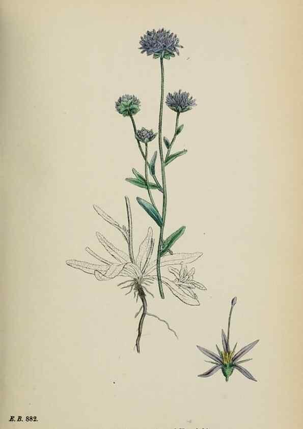 Reproducción/Reproduction 48718051707: English botany, or, Coloured figures of British plants /. London :R. Hardwicke,1863-1886.. 