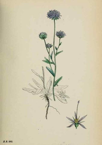Reproducción/Reproduction 48718051707: English botany, or, Coloured figures of British plants /. London :R. Hardwicke,1863-1886.. 