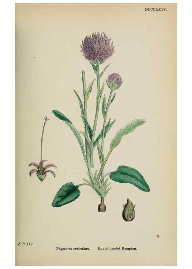 Reproducción/Reproduction 48718051967: English botany, or, Coloured figures of British plants /. London :R. Hardwicke,1863-1886.. 