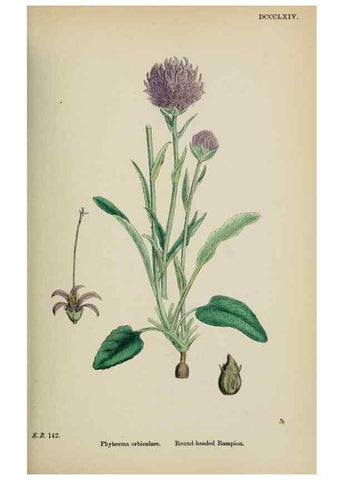 Reproducción/Reproduction 48718051967: English botany, or, Coloured figures of British plants /. London :R. Hardwicke,1863-1886.. 