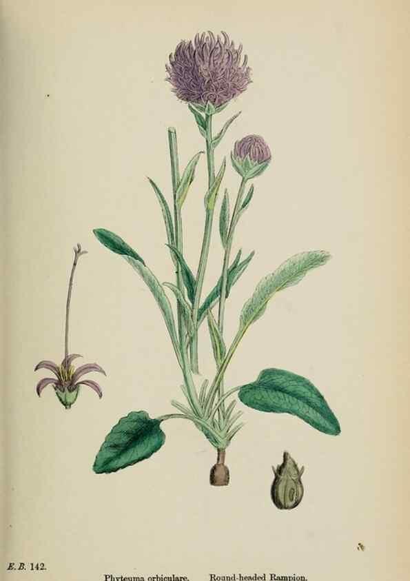 Reproducción/Reproduction 48718051967: English botany, or, Coloured figures of British plants /. London :R. Hardwicke,1863-1886.. 